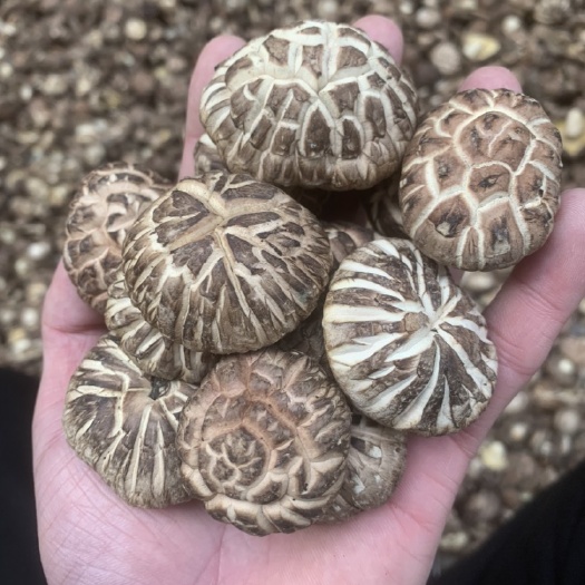 椴木菇  《商家推荐》新货香菇茶花菇食用菌产地发货
