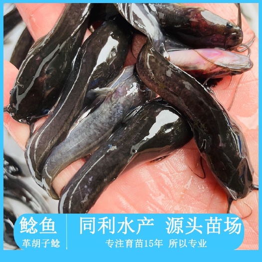 广州埃及塘鲺鱼苗 革胡子鲶鱼苗
