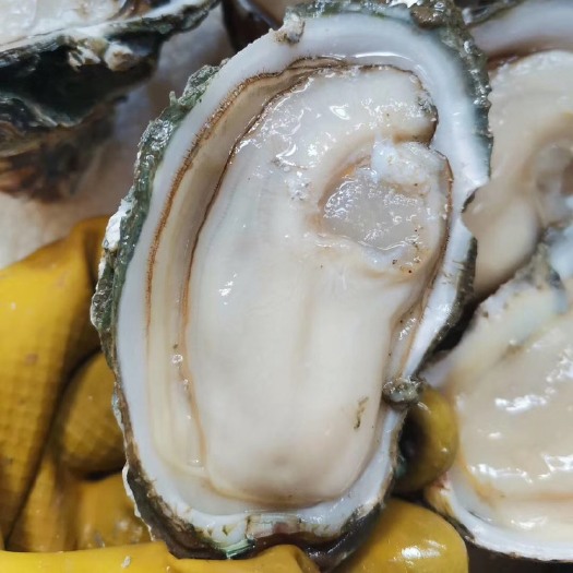 湛江三倍体生蚝  湛江生蚝，牡蛎，全国发货一件代发，官渡肥蚝，a货，小小蚝