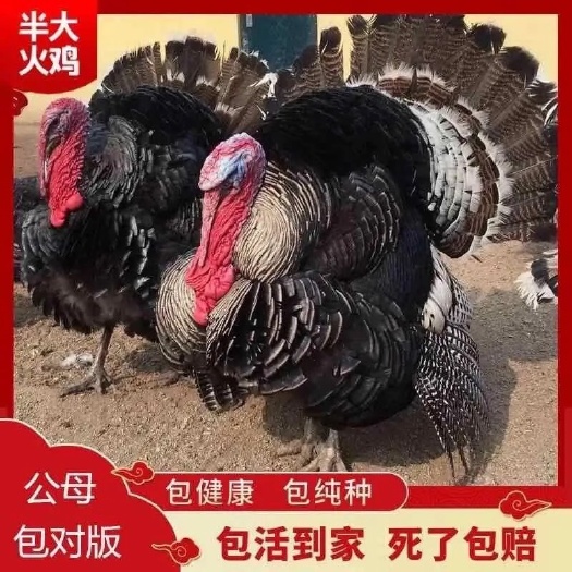 南宁火鸡苗  火鸡   贝蒂娜 青铜火鸡    包打疫苗  运输