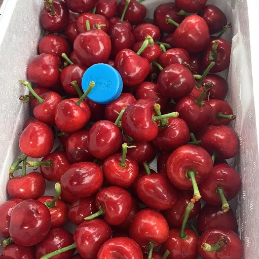 沂源县美早樱桃  特级樱桃