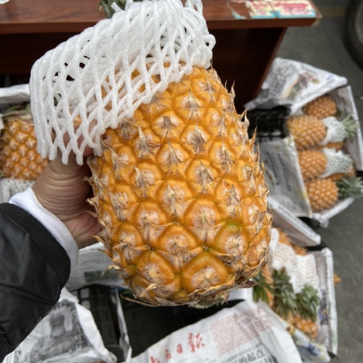 高碑店市供应广东菠萝和海南菠萝
