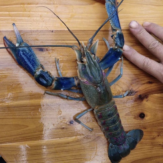 漳州小龙虾苗  澳洲淡水龙虾 龙虾苗 螯虾 虾苗 淡水螯虾