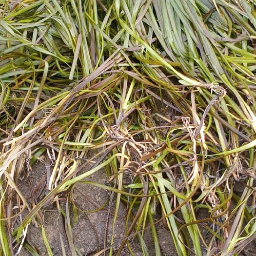 嘉鱼县水培风信子 大量优质水草