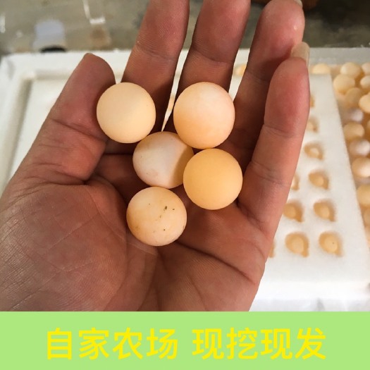 揭阳农家新鲜甲鱼蛋食用团鱼蛋宝宝辅食甲鱼蛋王八蛋100枚