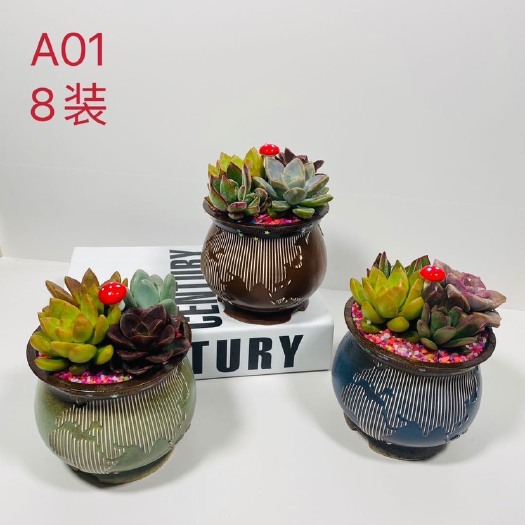 漳州 多肉植物多肉植物组装8装 价格便宜质量优