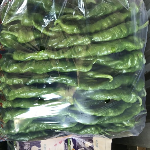 滦南县螺丝椒 河北省唐山市滦南县严涛果蔬种植收购专业合作社