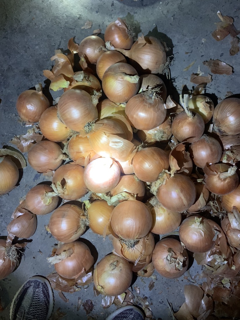黄皮洋葱精品洋葱市场洋葱食品厂洋葱 食堂洋葱电商平台一手