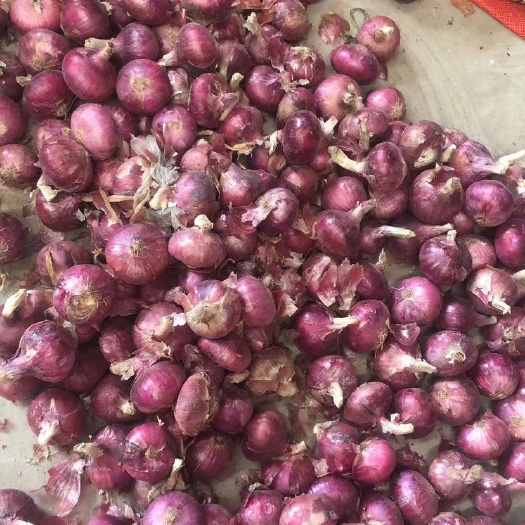 金乡县洋葱红皮洋葱二红洋葱发市场食堂 加工厂 精品洋葱电商平台一手
