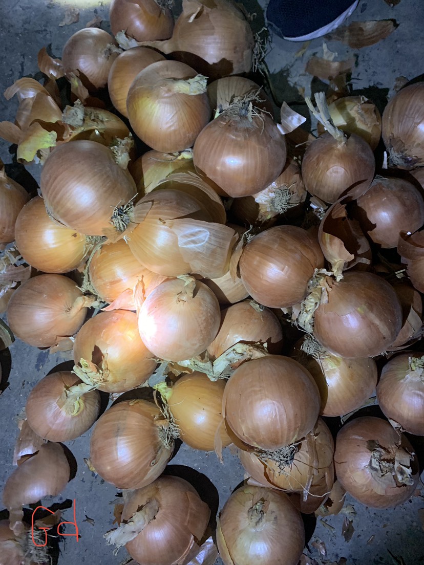 黄皮洋葱精品洋葱市场洋葱食品厂洋葱 食堂洋葱电商平台一手
