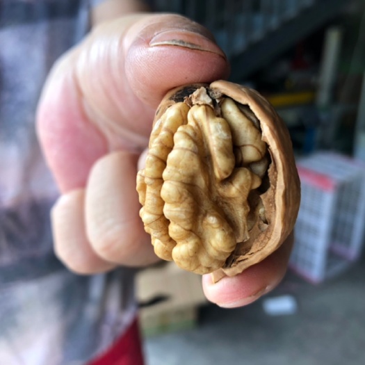 攀枝花薄皮核桃  四川鲜干核桃原色原味3斤5斤装包邮