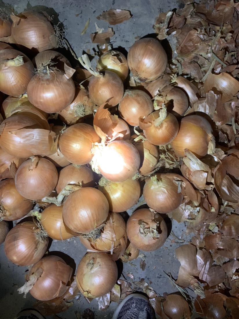黄皮洋葱精品洋葱市场洋葱食品厂洋葱 食堂洋葱电商平台一手