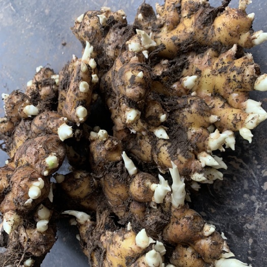 玉林姜种 云南小黄姜 生姜 带芽孢 直接种植 现货秒发 长期供