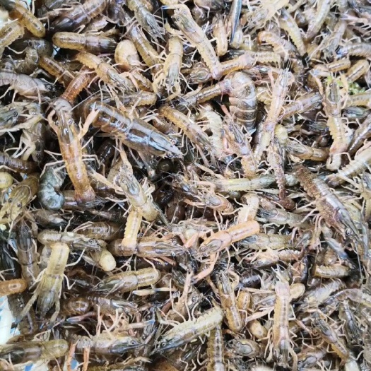 徐州小青龙龙虾  稻田地养殖龙虾苗大青小青龙虾