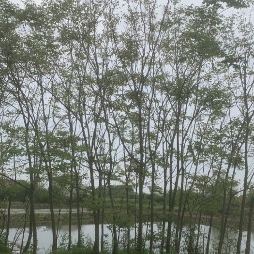 鄂州大叶合欢 大量供应合欢树，农户直销，价格优惠。