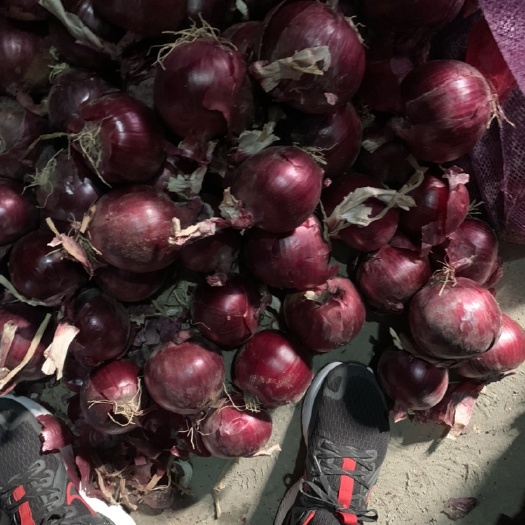 红皮洋葱紫皮洋葱精品发市场食堂加工厂食品厂电商平台一手山东