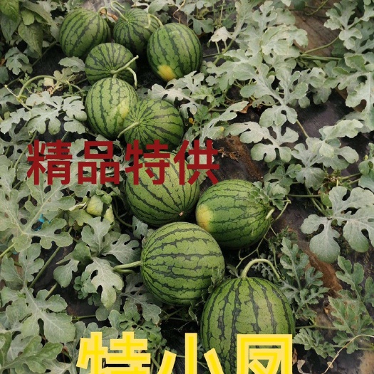 特小凤西瓜  精品特小凤四月二十大量上市