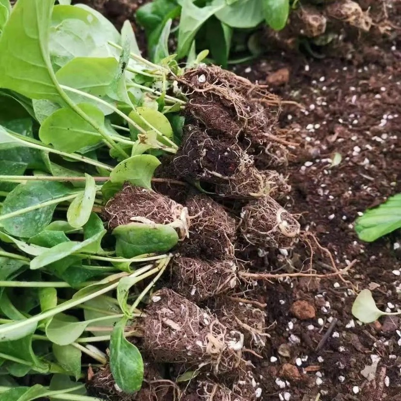 非洲菊苗  非洲菊种苗 根系健壮 庭院阳台装饰