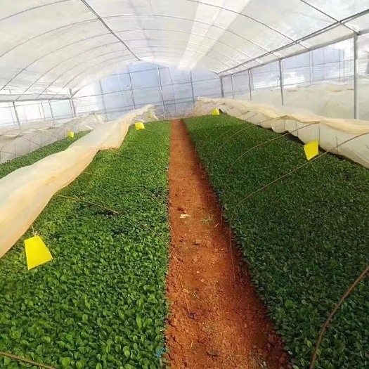 昆明非洲菊苗  非洲菊种苗 根系健壮 庭院阳台装饰