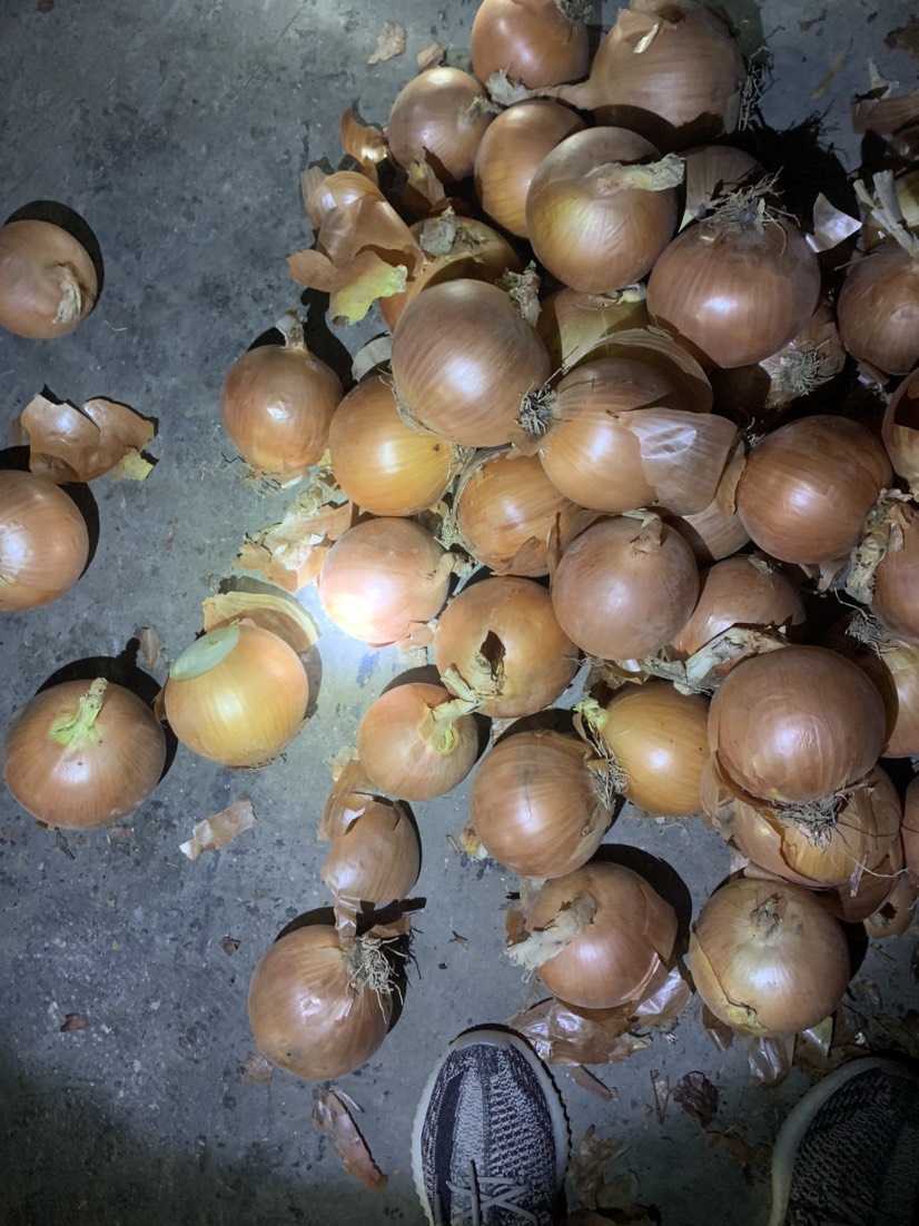 黄皮洋葱精品洋葱市场洋葱食品厂洋葱 食堂洋葱电商平台一手