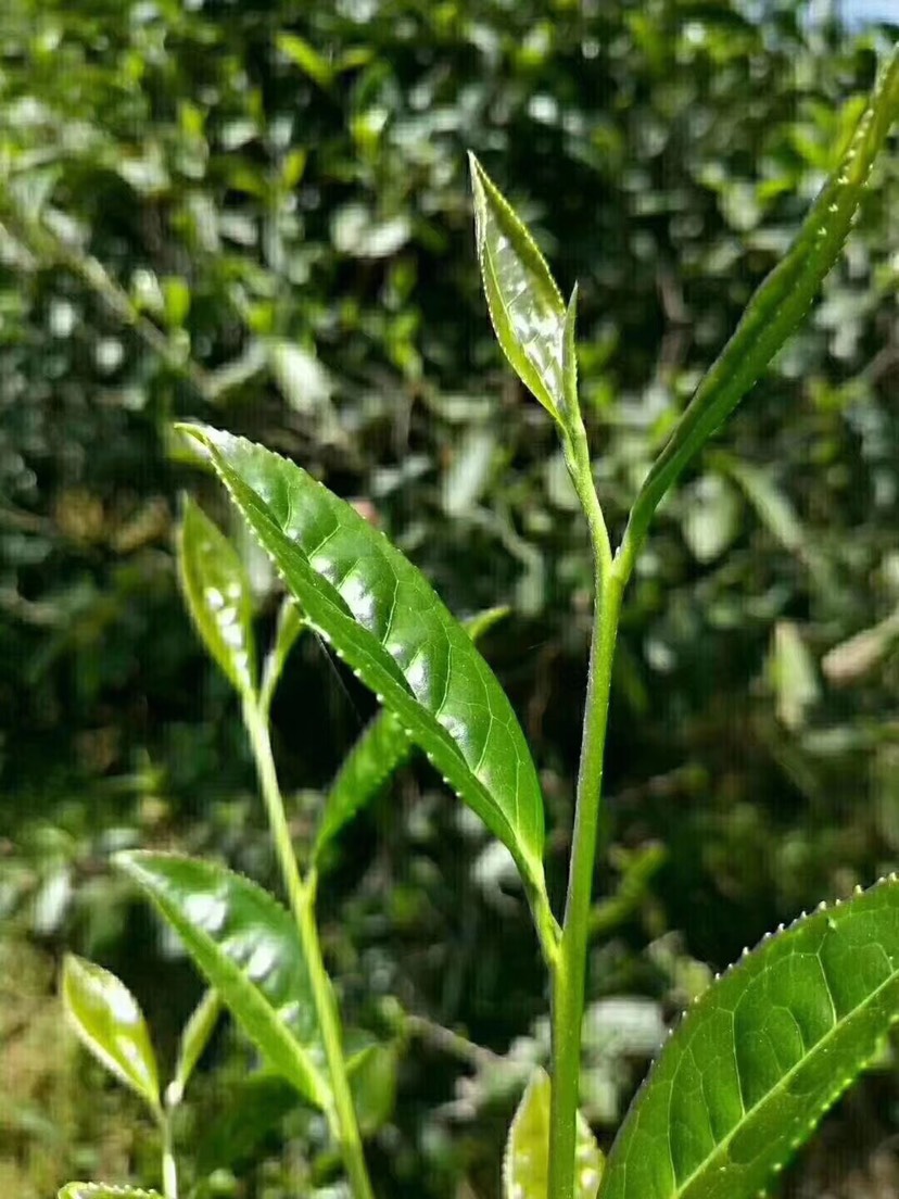 武夷山本地大红袍成品茶叶