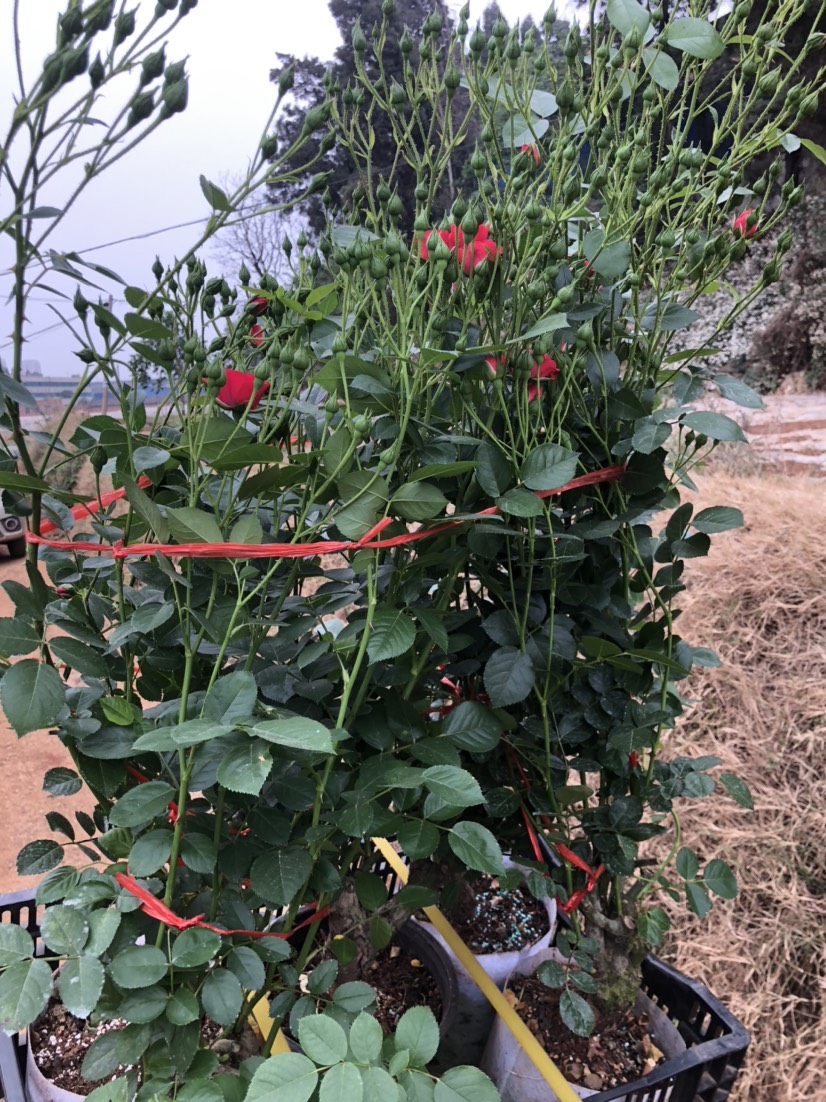 食用玫瑰  金边花茶 带土带盆 方便快捷，容易成活