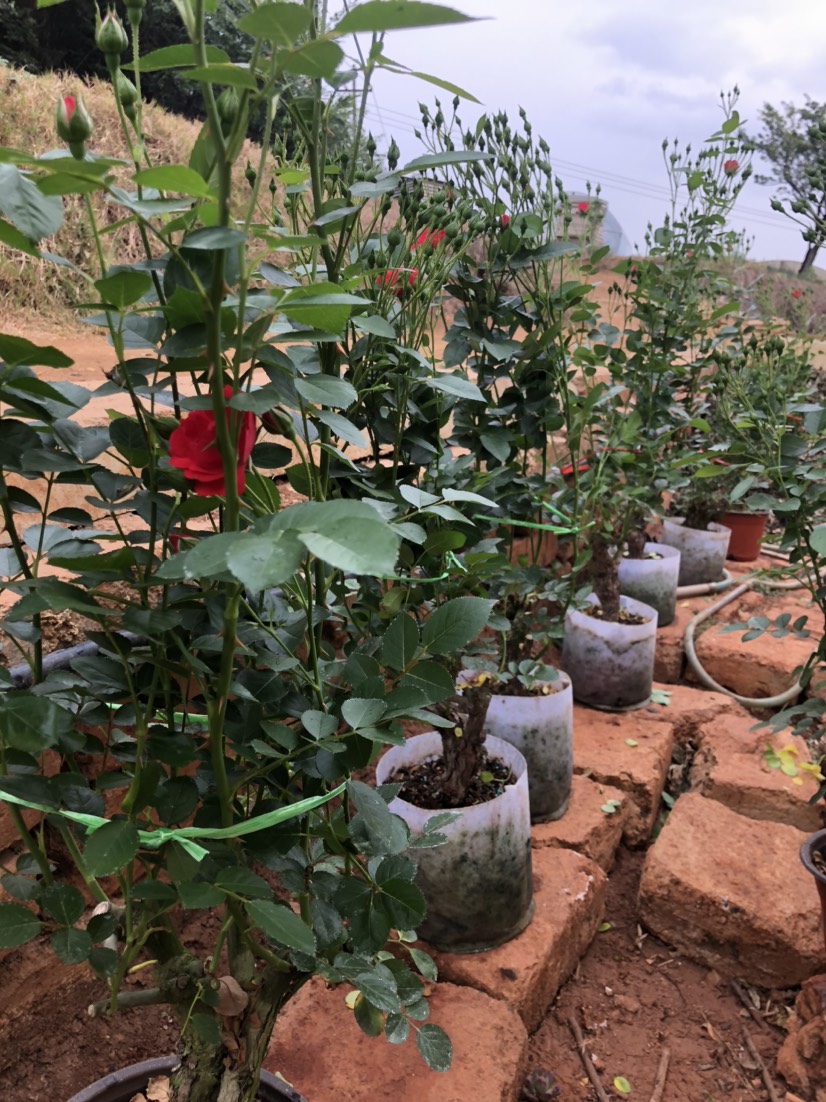 食用玫瑰  金边花茶 带土带盆 方便快捷，容易成活