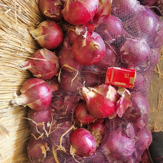 红皮洋葱二红洋葱精品洋葱食堂食品厂洋葱 发市场洋电商平台一手