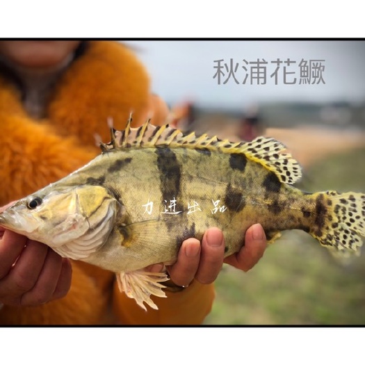 青阳县翘嘴鳜  正宗秋浦花鳜桂鱼鳜鱼无公害养殖（全部售罄）