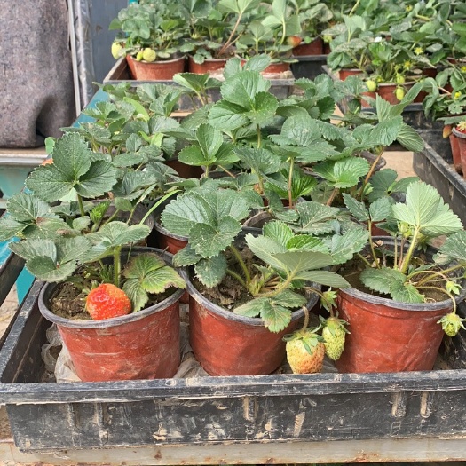 青州市草莓小苗，奶梅小苗，盆栽奶梅，盆栽草莓，草莓盆栽，盆栽草莓苗