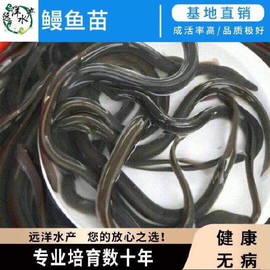 东莞市鳗鱼苗 白鳝苗 品种优良全国发货 放心选购