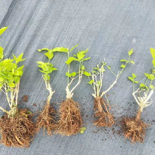 横州市 横县普通双瓣茉莉花，白茉莉。裸根发货，