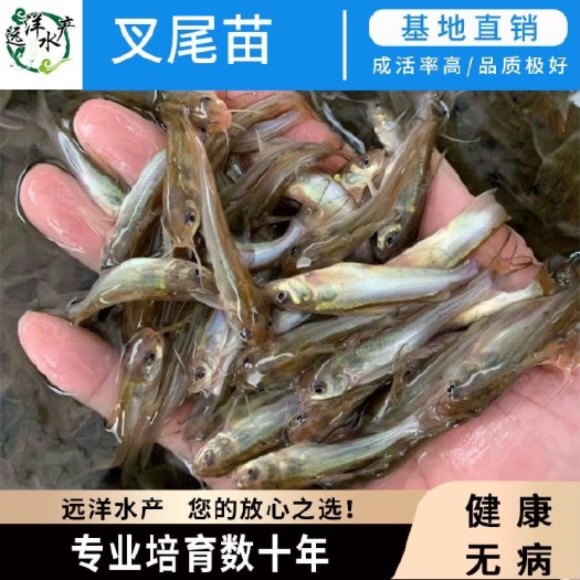 东莞市叉尾鱼苗 斑点叉尾鮰鱼苗 广西叉尾