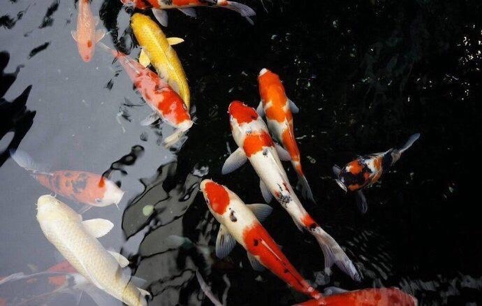 怀集县金鲤鱼 有需要可以联系我