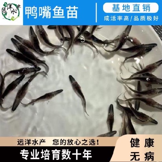 东莞市鸭嘴鱼苗 扁嘴鱼苗 长嘴鱼苗 苗场直供