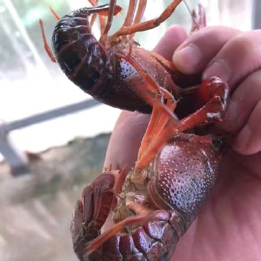 潜江市小龙虾每日更新，为人以真，待人以诚