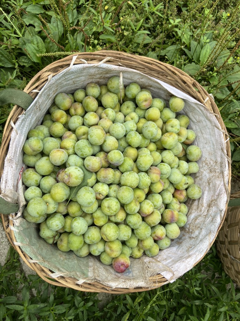 半边红李子  四川茵红李半边红，产地直供，量大从优