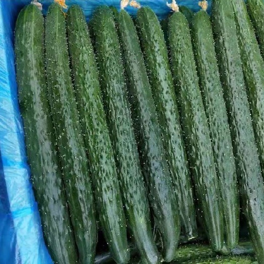夏邑县河南密刺黄瓜 价格便宜 青瓤青瓜 量大质优 当天摘当天发货