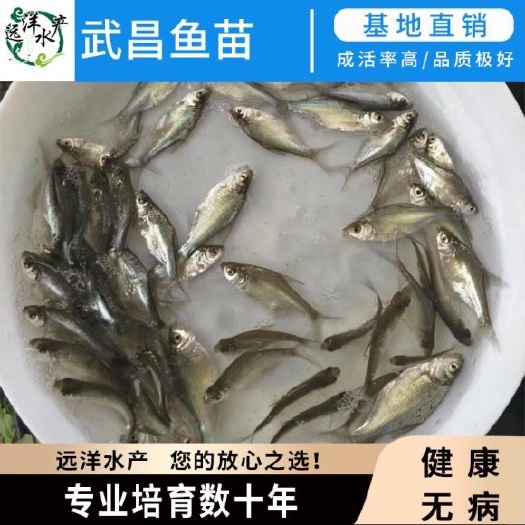 东莞市鳊鱼苗 武昌鱼苗 三角鲂 白鲢鱼苗