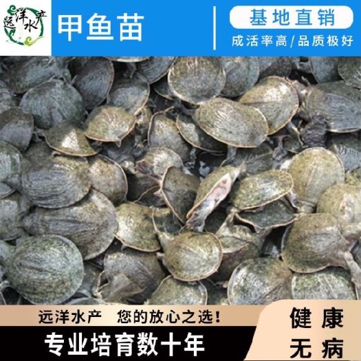东莞市甲鱼苗 甲鱼苗 渔场直供 甲鱼苗 中华鱼苗 黄沙鱼苗