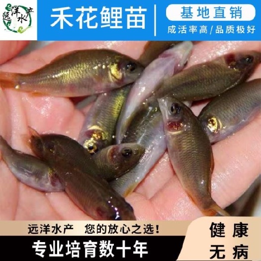 东莞市禾花鲤鱼苗 锦鲤鱼 养殖基地直销优质正宗禾花鲤鱼苗