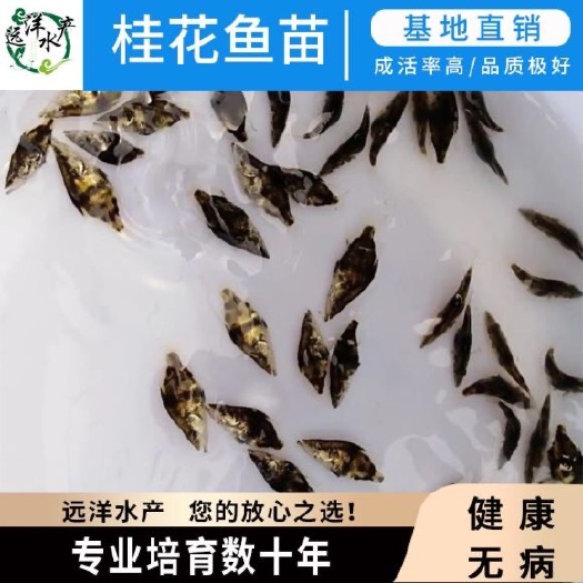 东莞市鳜鱼苗 桂花鱼苗 桂鱼苗 淡水鱼苗批发