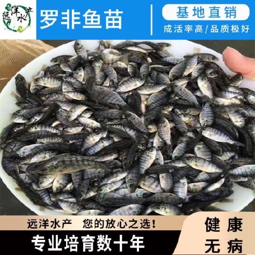 东莞市海南一号罗非鱼苗 红罗非鱼苗 彩虹雕 基地直销