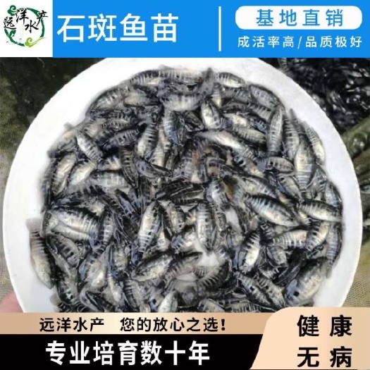 东莞市石斑鱼苗 淡水石斑鱼苗 淡水花斑鱼苗