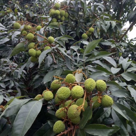 糯米糍荔枝  大量便宜妃子笑荔枝