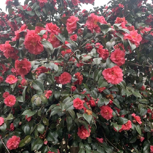 新昌县 茶花树成品茶花花茶茶花苗直径4-10公分基地直发