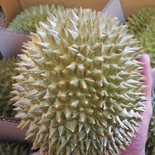 昆明甲仑榴莲  泰国榴莲支持一件代发