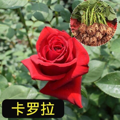 玫瑰苗  月季花苗玫瑰花苗 品种多 颜色符合