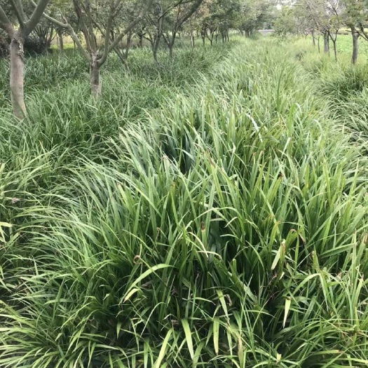 吉祥草 吉祥草基地 吉祥草批发