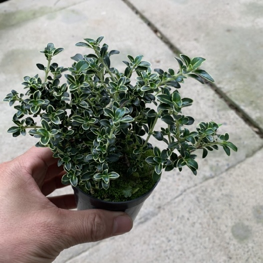 南靖县六月雪盆栽 兰花